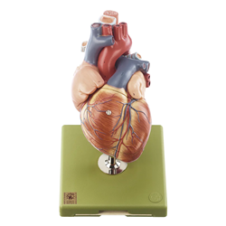 Heart Model HS-6 with part of the windpipe (until bifurcation) & esophagus
