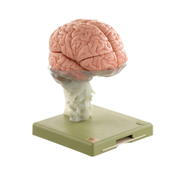 Model of Brain in 15 Parts