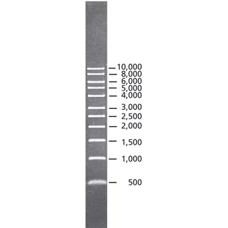 Ladder Lab Use LaddersLab Supply - Lab Supply - Quality laboratory equipment - Shop Online